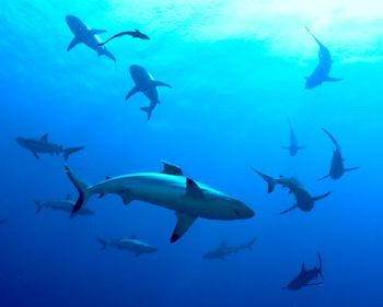 Sharks in the Coral Sea by Budd Riker 